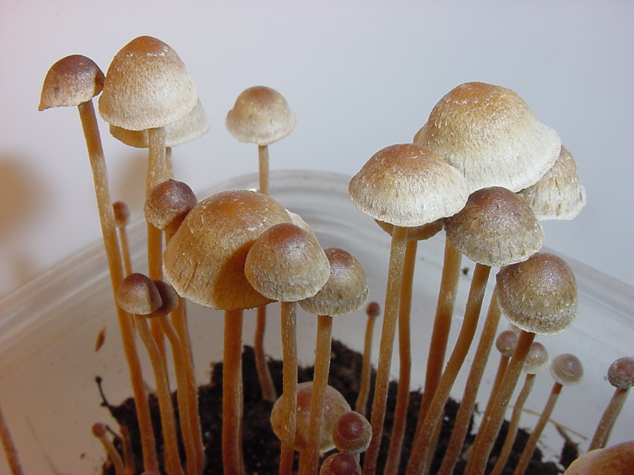 how long does it take to grow mushrooms The benefits of lion's mane mushroom extract