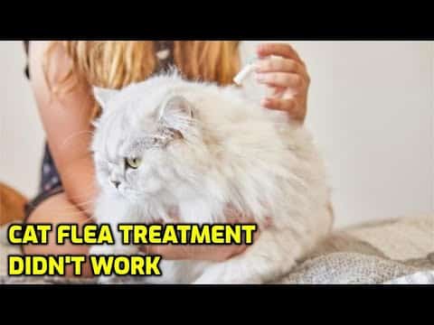 how long does flea medicine take to work How long does it take flea treatment to work