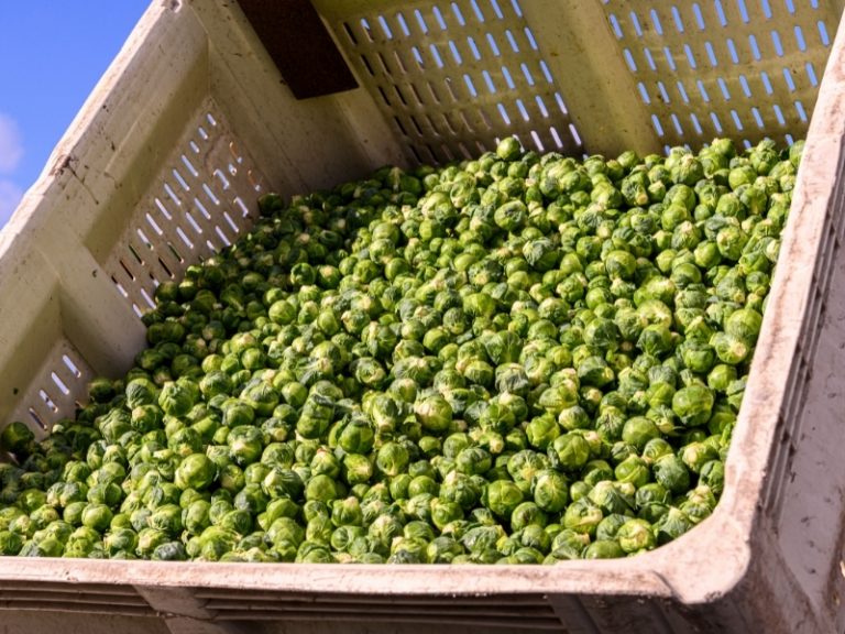 how to harvest brussel sprouts Brussel sprout plant