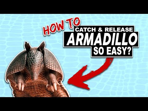 how to catch an armadillo What bait works for armadillos?