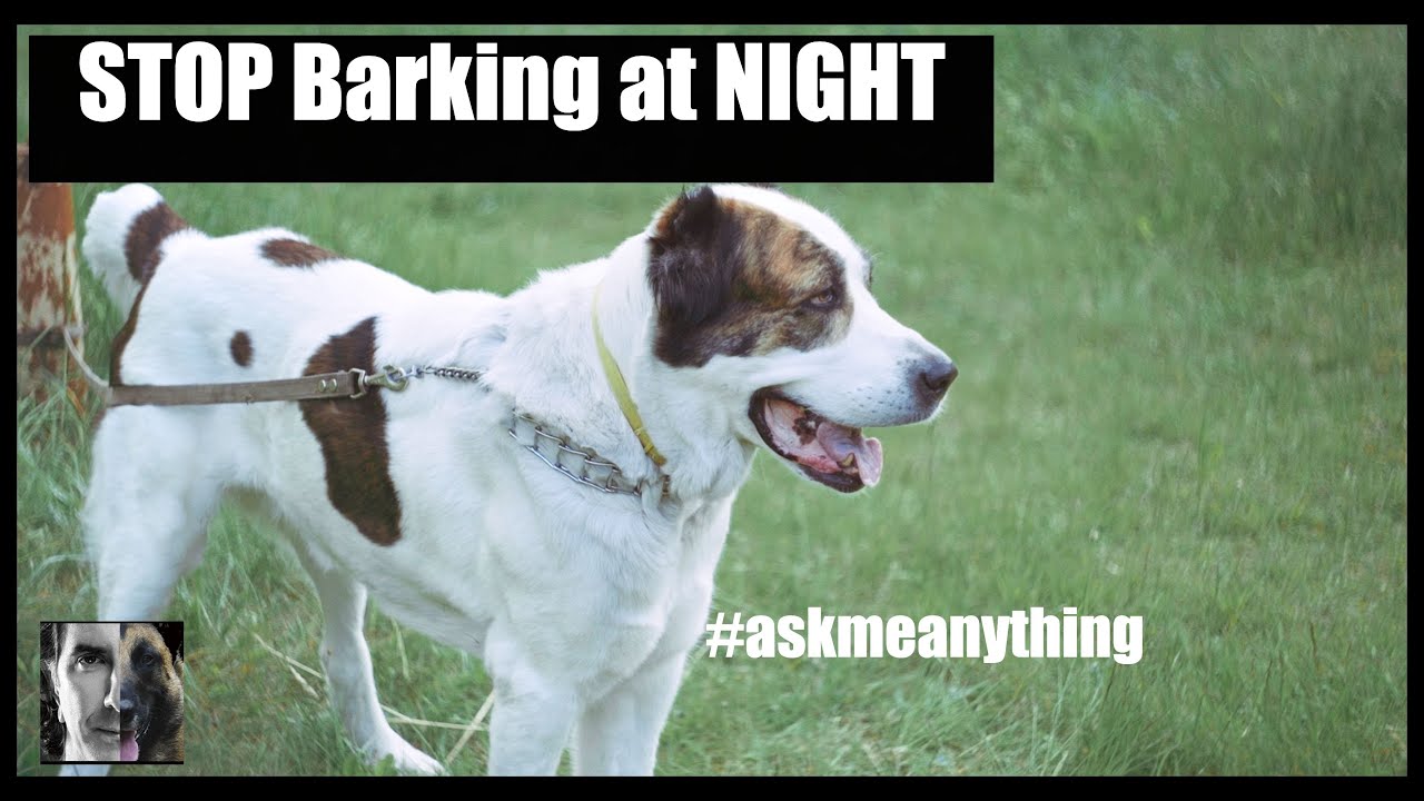 how to stop dog barking at night Stop your dog from barking