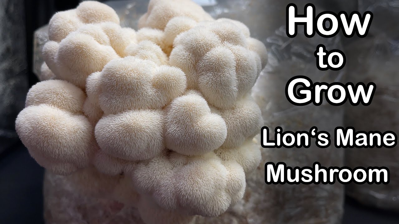 how to grow lion's mane mushroom Lion's mane mushroom side effects archives