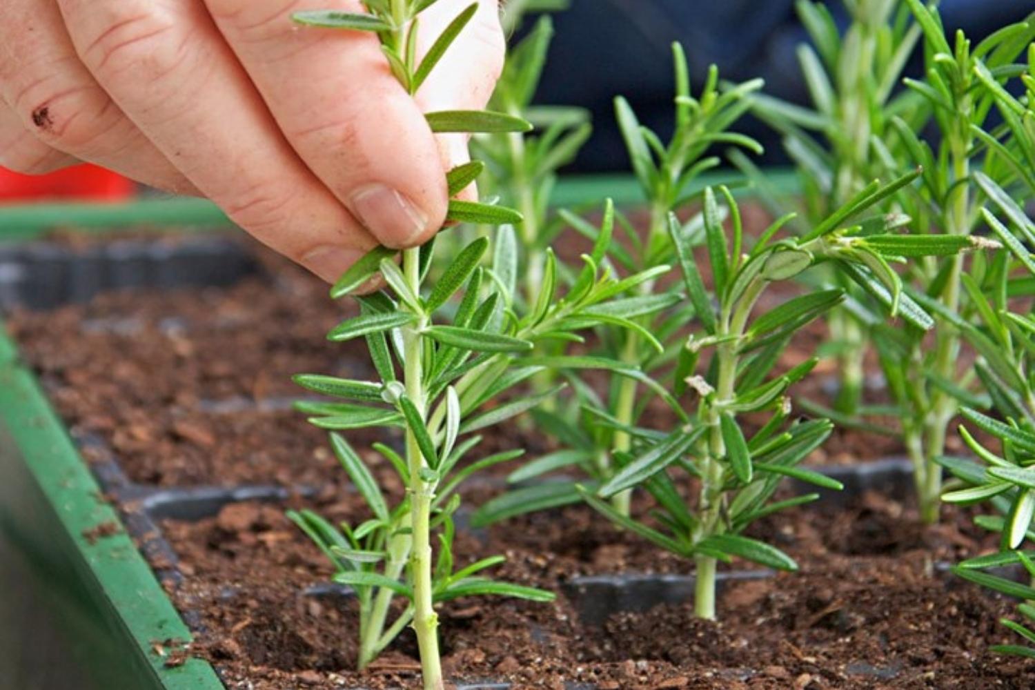 how to grow rosemary from cuttings How long rosemary takes to grow