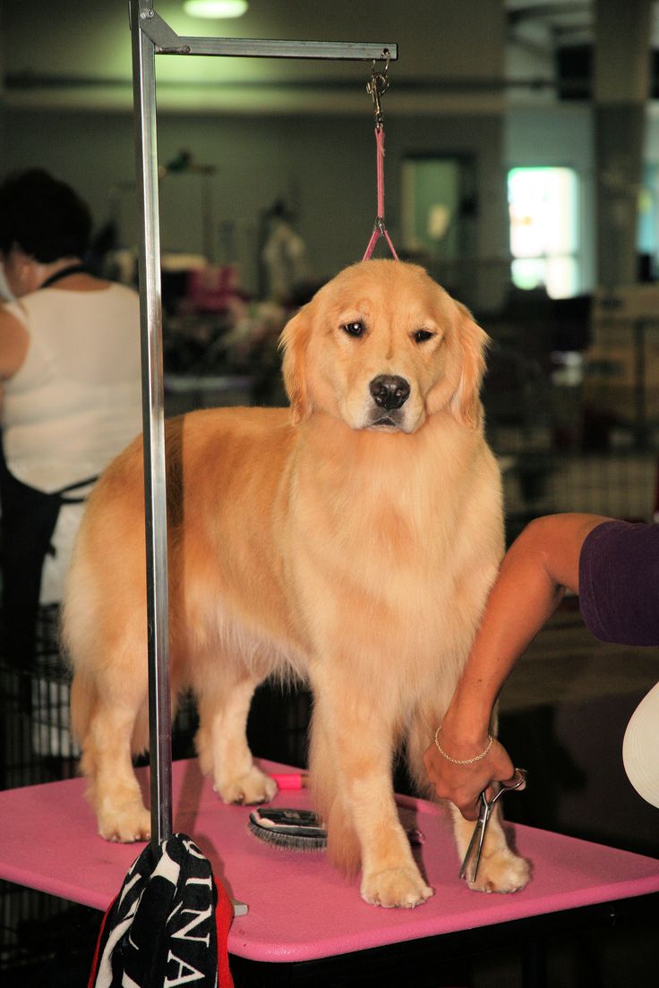 how to groom a golden retriever Golden retriever groom