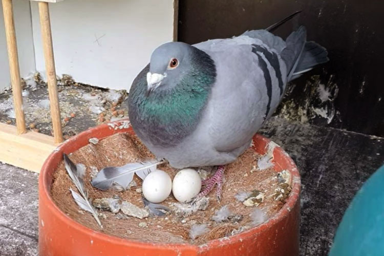 how long do bird eggs take to hatch Hen hatching hatch broody incubating ayam poultry nest incubation prostate cancer gallina polli linguagem bizarros fatos terjadi eles seus respondem