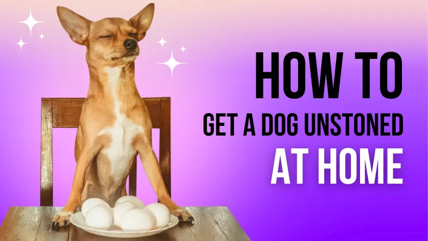 how to get unstoned How to get a dog unstoned » pawsitive tips