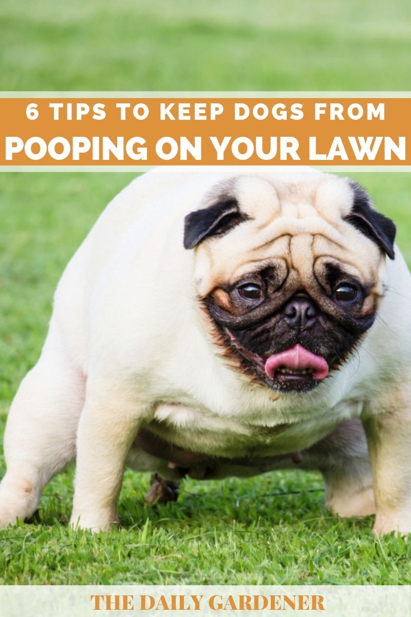 how to keep dogs from pooping in your yard 6 effective ways to keep dogs from pooping in your yard