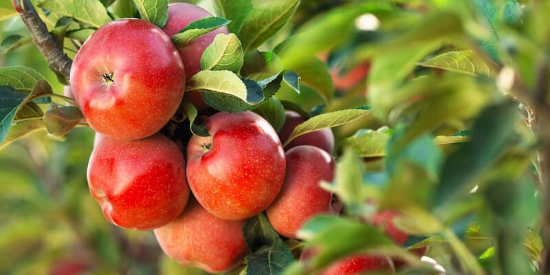 List Of 19 How Long Until An Apple Tree Bears Fruit