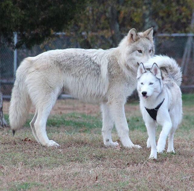 how big are wolves compared to dogs Wolf dog difference