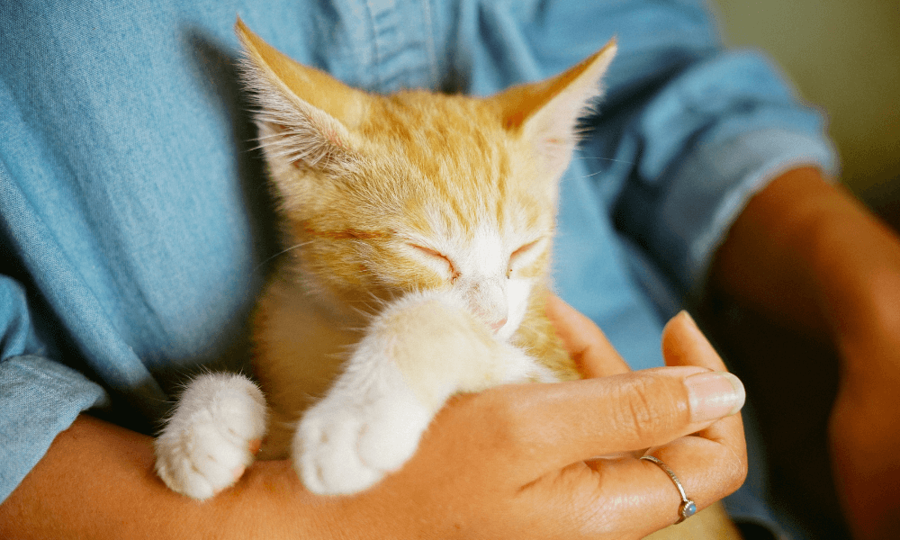 how to pick up cat after spaying How to pick up a cat after spaying and 5 additional care tips