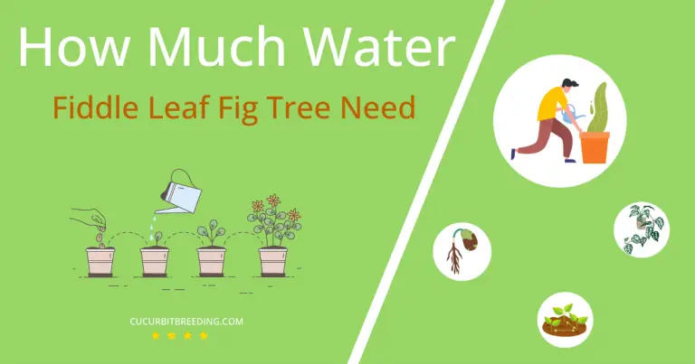 how often to water fiddle leaf fig Fiddle leaf fig