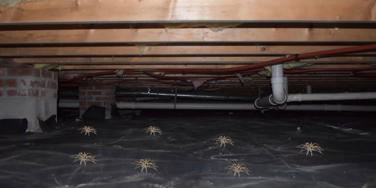 how to get rid of spiders in basement Crawl spiders rid