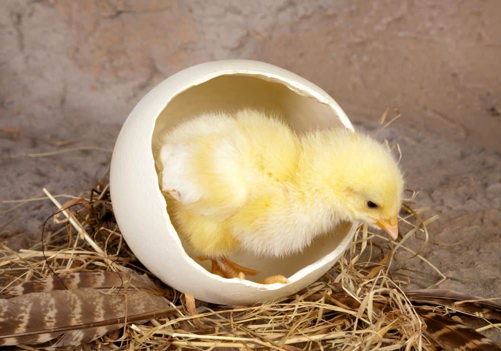 How to Hatch Chicken Eggs? (An Ultimate Guide)