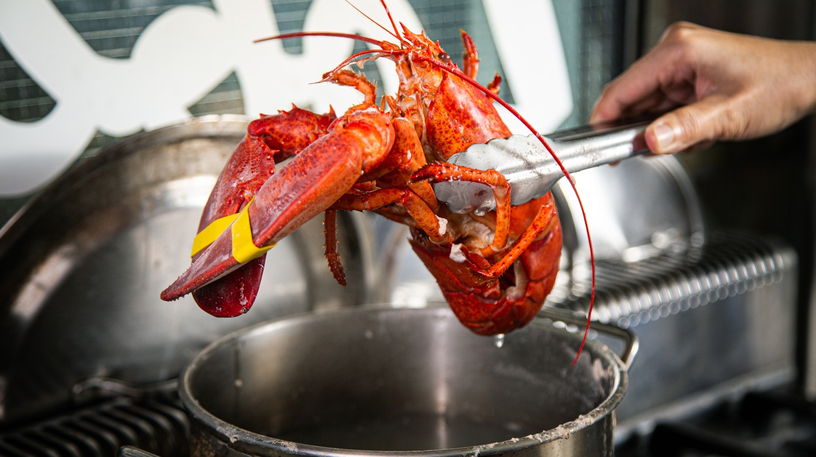 how to reheat lobster Lobster reheat