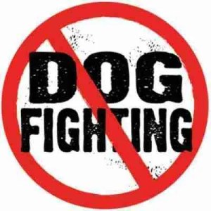 how to stop dogs from fighting 5 tips for how to stop a dog fight before it starts -dogvills