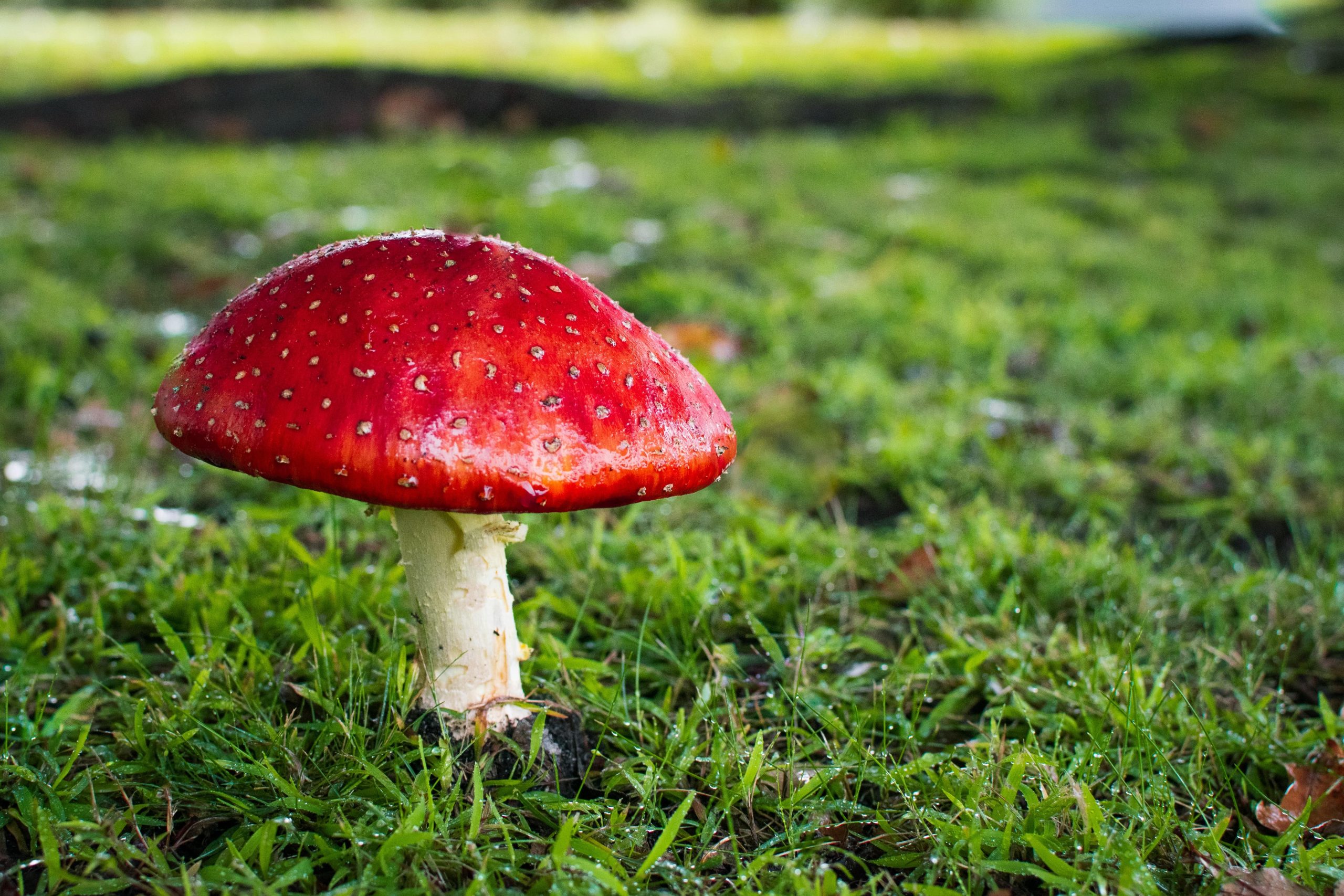 how to kill toadstools in the lawn How to get rid of toadstools in your lawn