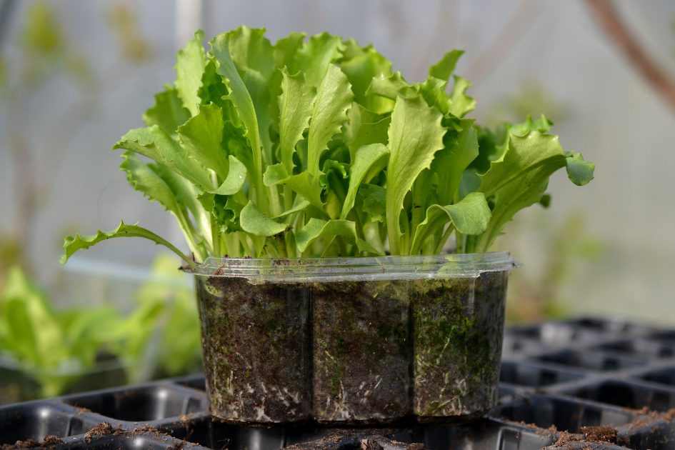 how to grow lettuce indoors How to grow lettuce indoors