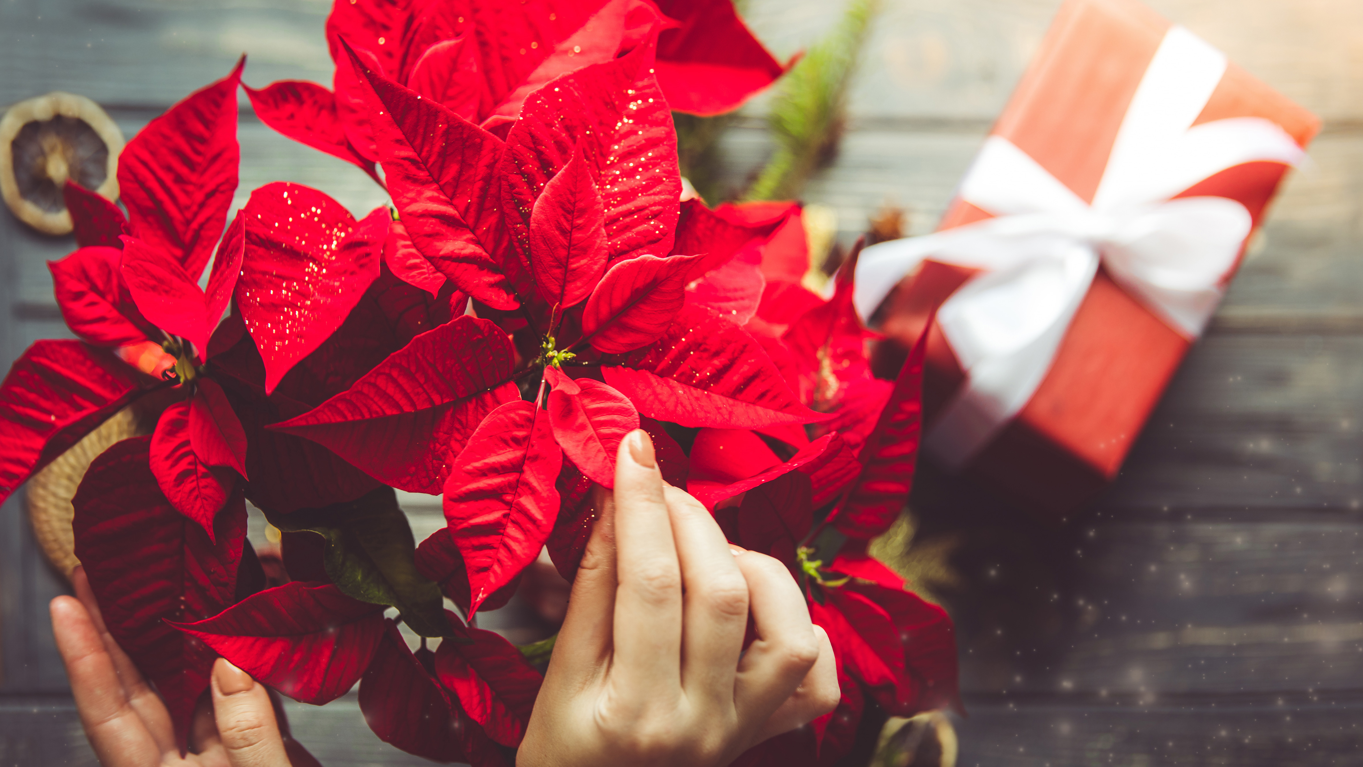 How To Keep Poinsettias Alive All Year Round