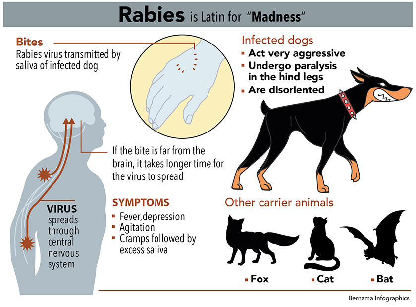 how to tell if your dog has rabies 10 signs of rabies in dogs and their three prominent stages