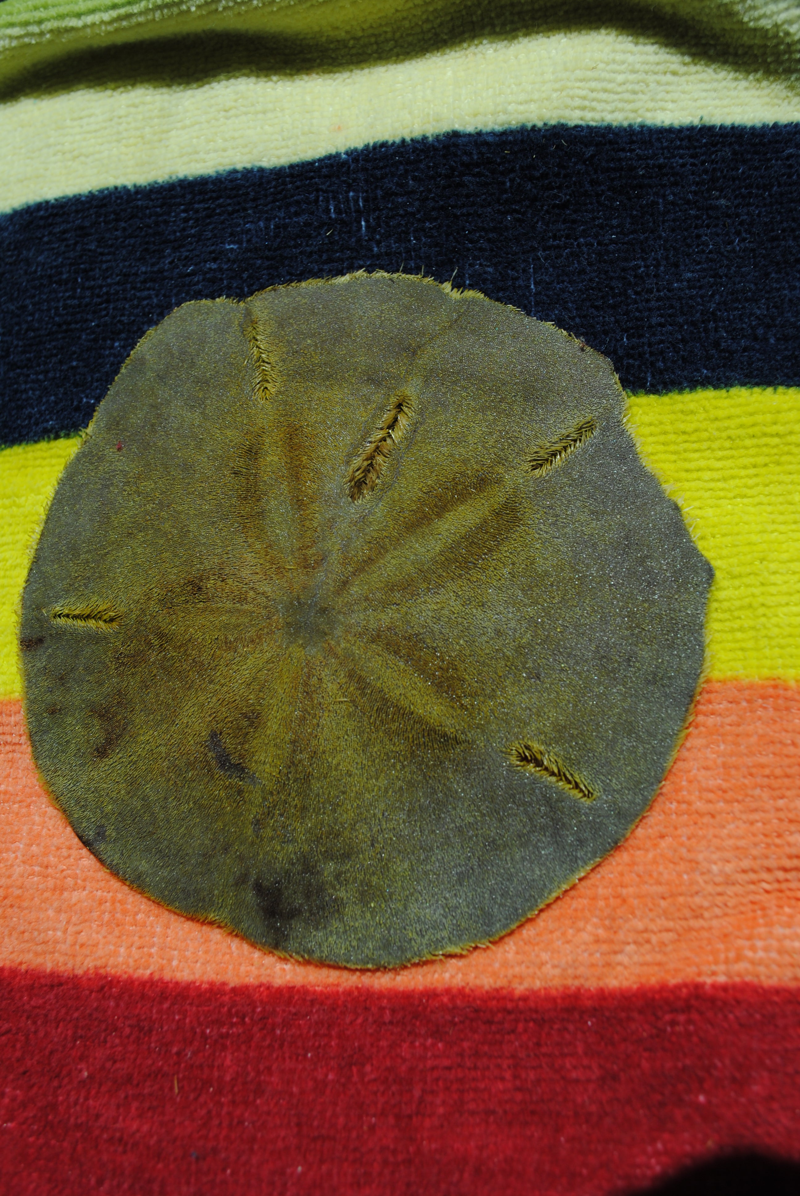 How to Bleach Sand Dollars : 6 Steps (with Pictures) - Instructables