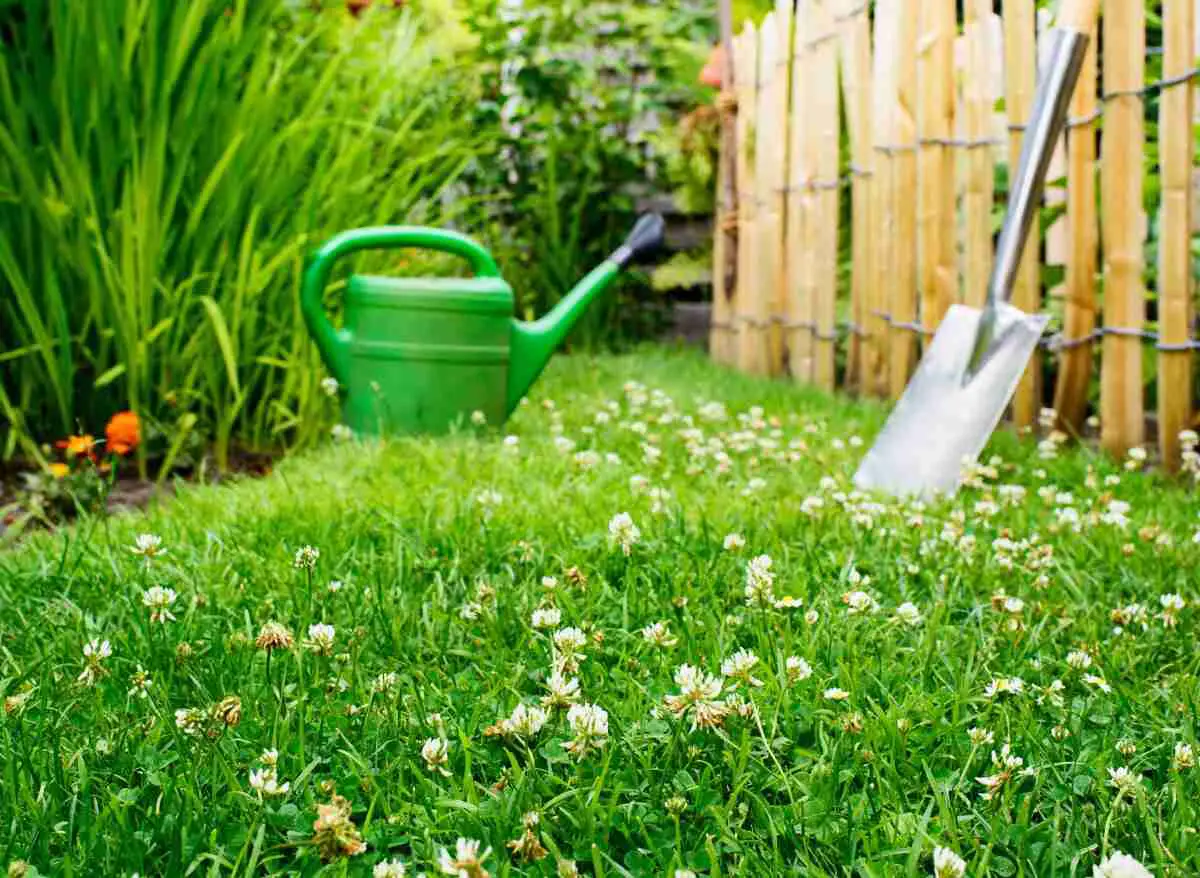 how to plant clover Clover leaf four file commons plant wikimedia lucky leafed clovers