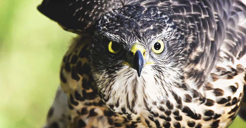 how to keep hawks away from chickens How to keep hawks away and protect your chickens