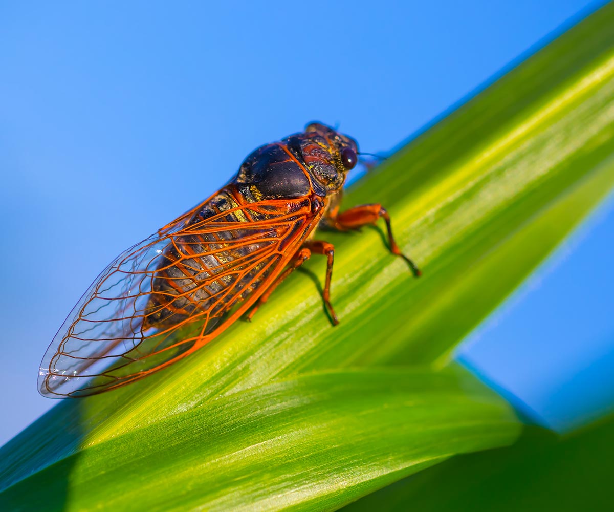 how to get rid of cicadas How to get rid of cicadas