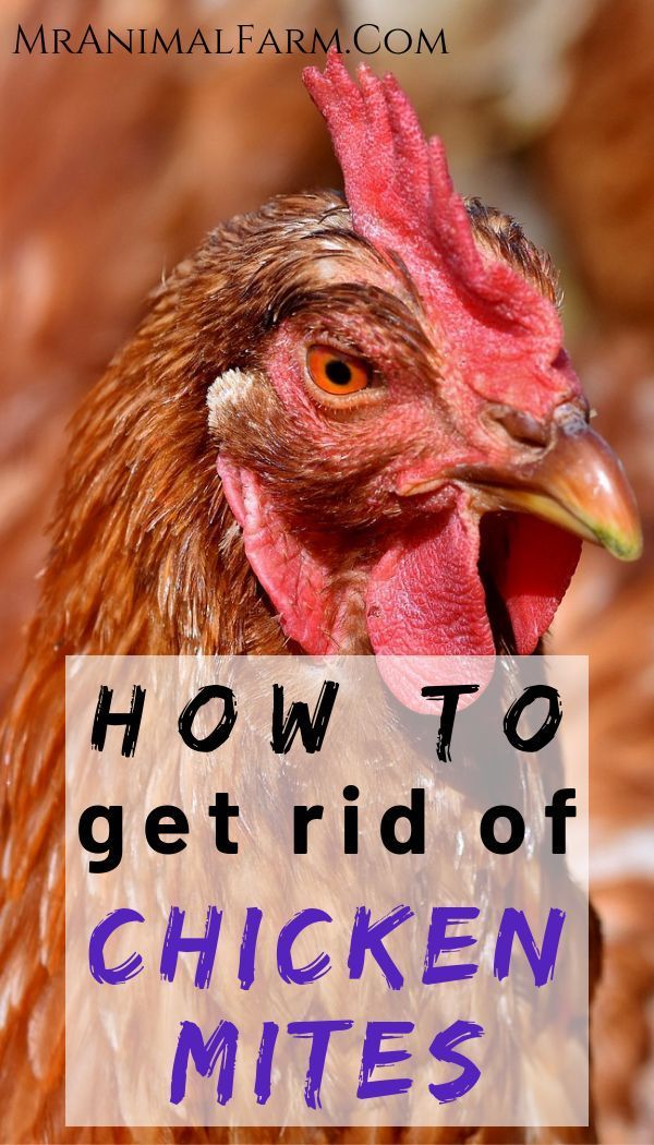 how to treat mites on chickens Chicken mites treat returning ways stop natural them