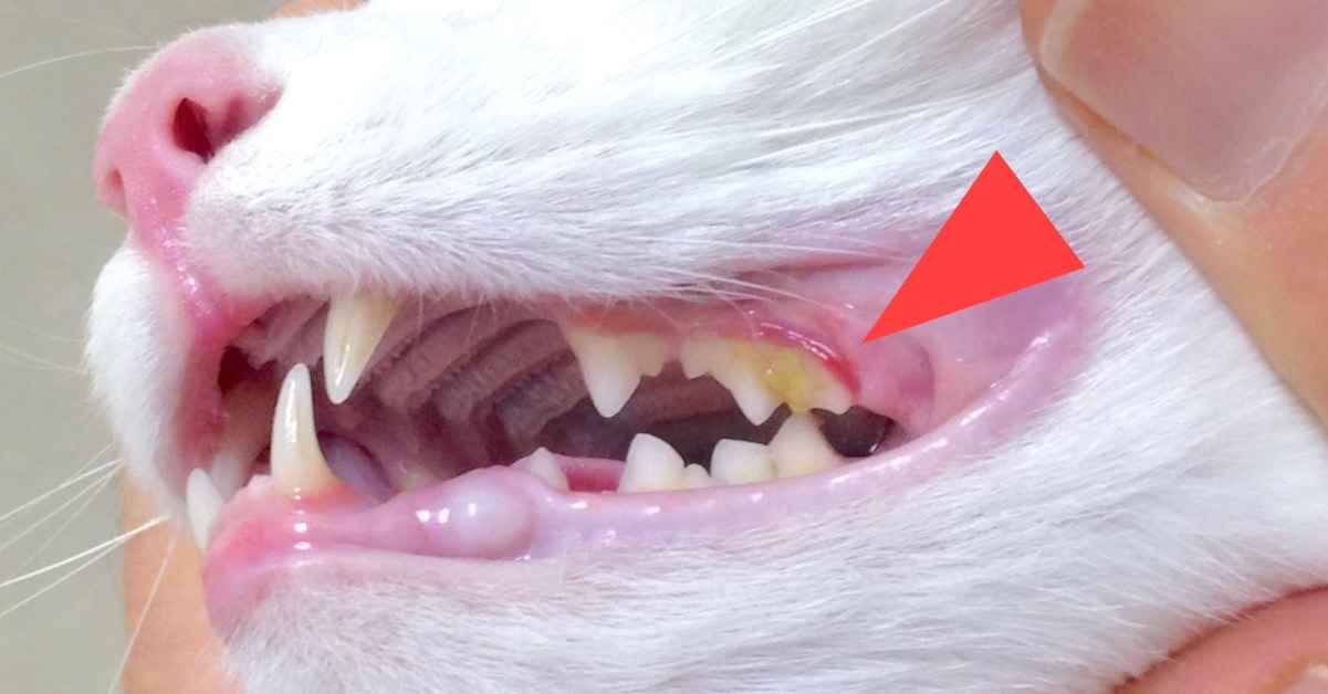 how to clean cats teeth Teeth clean cat