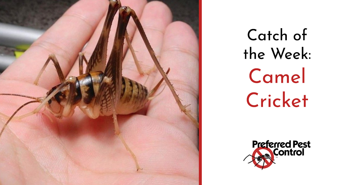 how to get rid of camel crickets Camel crickets garages there spider