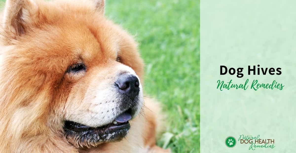 how to treat dog hives at home Dog hives and how to treat them at home? hellow dog