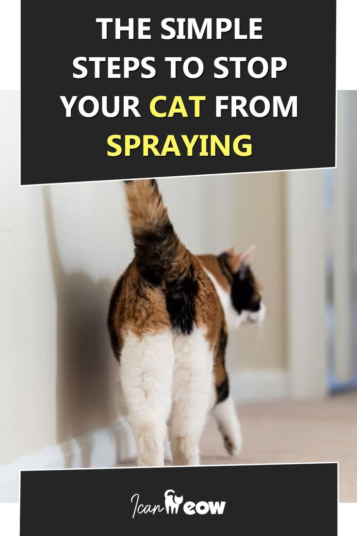 how to prevent cats from spraying Gatinho linktr