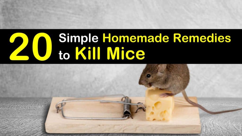 how to get rid of mice home remedies Rats remedy