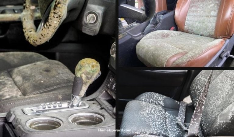 how to get rid of mold in car Have mold in your car? here’s how to get rid of it. while there are a