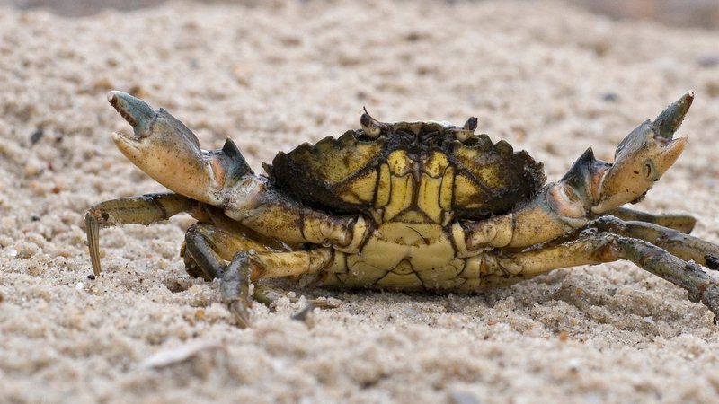 teaching crabs how to read Crabs crab teacherspayteachers