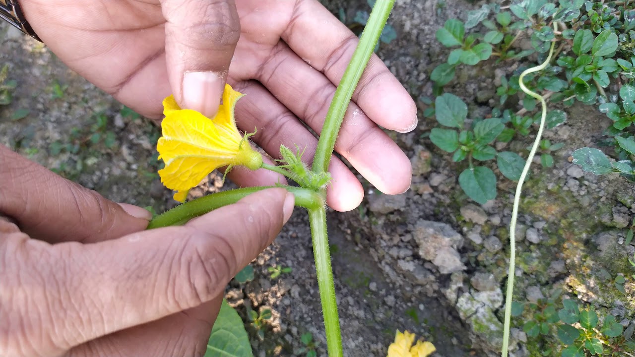 how to pollinate cucumbers Cucumbers pollinate bare pollinating cucumber