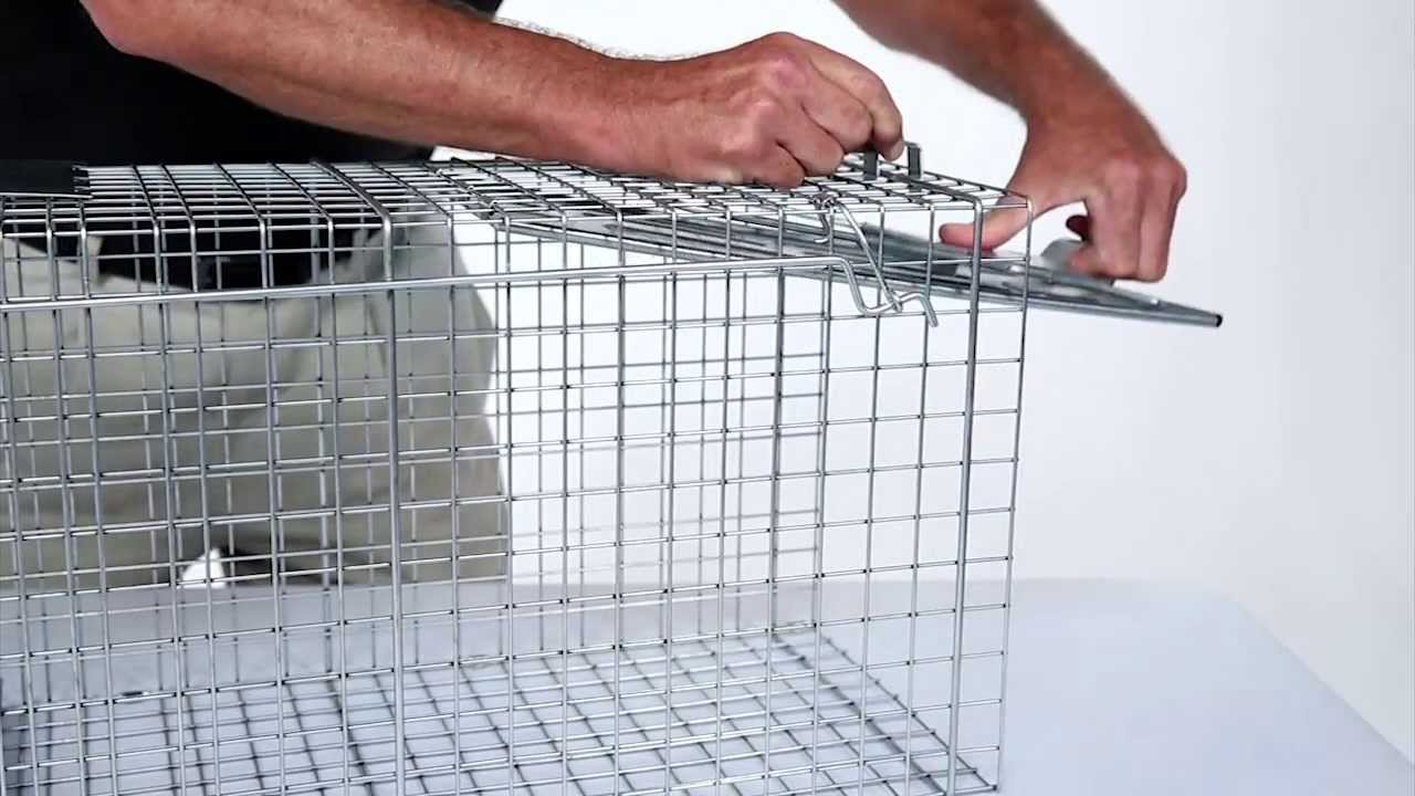 how to set a live trap Live traps