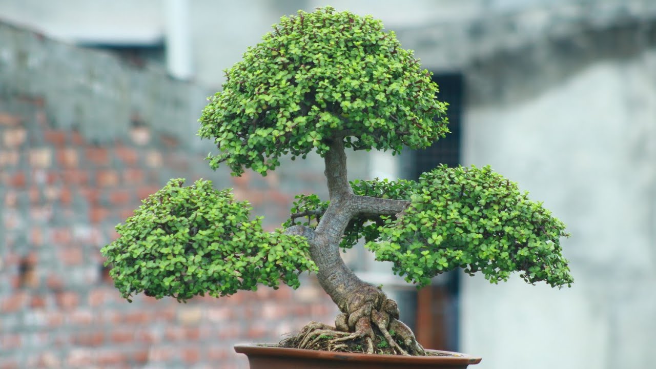 how long does it take a bonsai tree to grow How long does it take to grow a bonsai tree