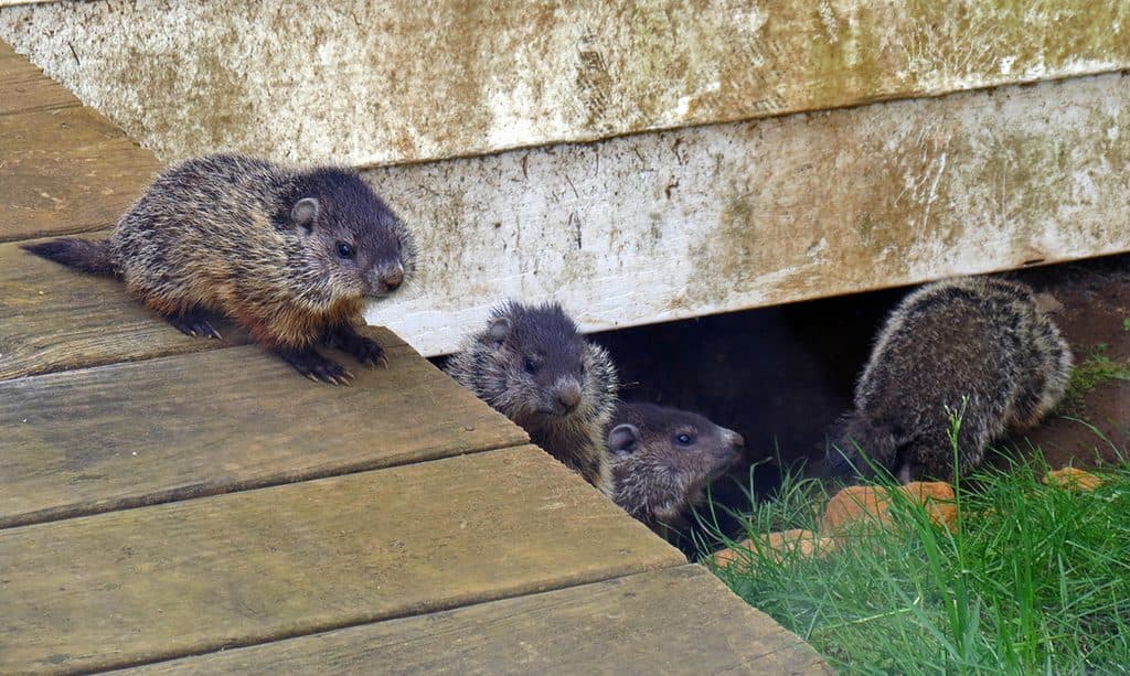 how to get rid of groundhogs under shed Groundhogs definitely tarp chime peep