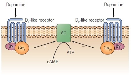 how long does it take for dopamine receptors to recover How does addiction affect the brain? » ask our doctors (by journeypure)