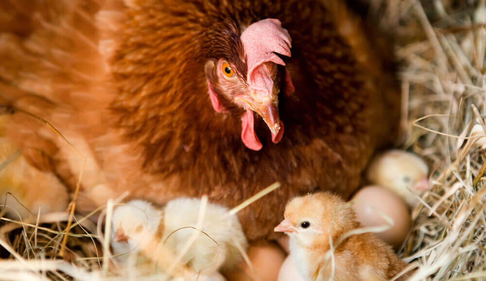 How Long Does It Take For A Chicken Egg To Hatch Naturally