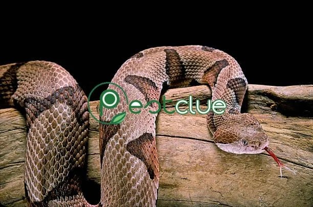 how to get rid of copperhead snakes How to get rid of copperhead snakes