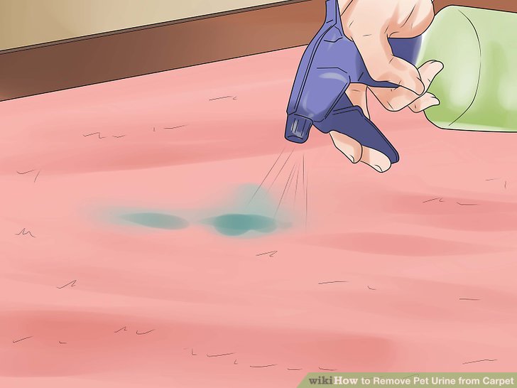 how to clean urine from carpet Urine carpet remove pet cleaning dry