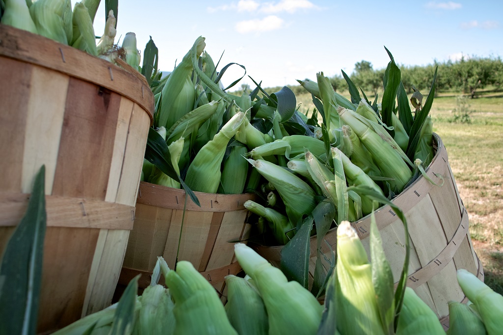 how many ears of corn to a bushel How many cups in 6 ears of corn? new – abettes-culinary.com