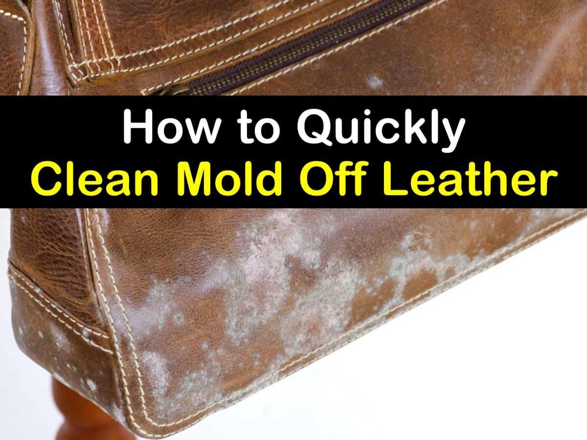 how to get mold off leather How to remove mold from leather the easy way