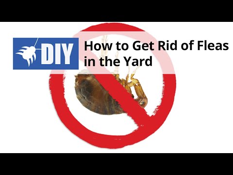 how to get rid of fleas in the yard 10 ways to get rid of fleas in the house naturally