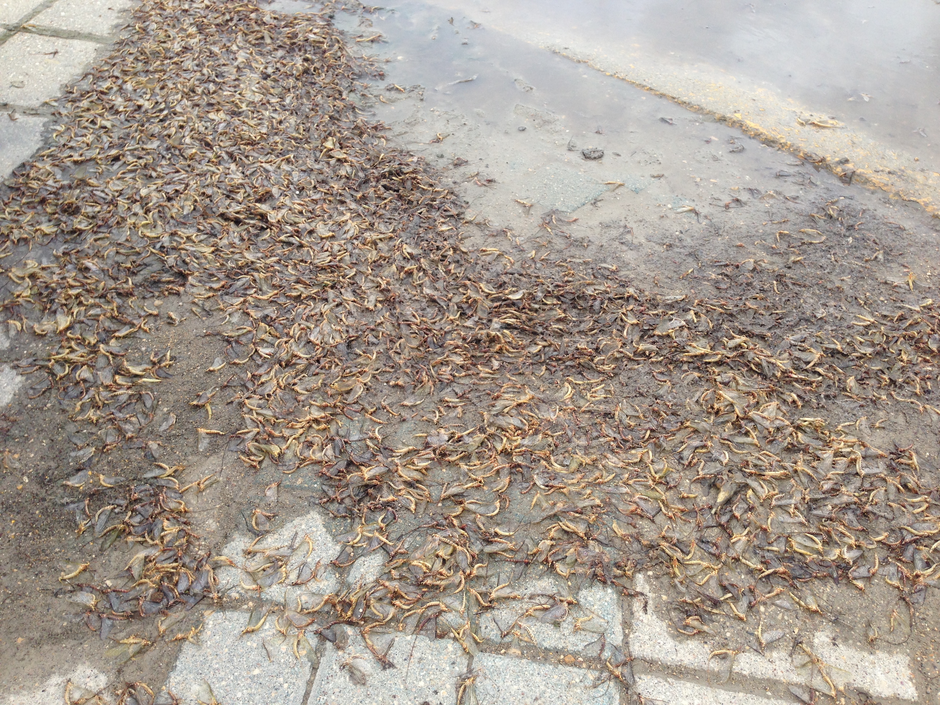 Fish flies descend on Interlake - Winnipeg | Globalnews.ca