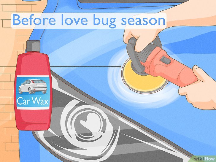 how to get rid of love bugs Bugs florida lovebugs bug lovebug two invasion back kissimmee rid get man things prairie preserve state park nearctica university other