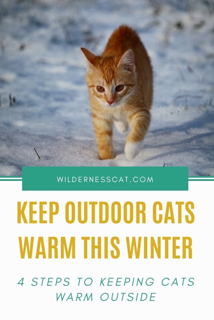 how to keep outside cats warm in winter Medicine for cold for cats clearance cheapest, save 56%