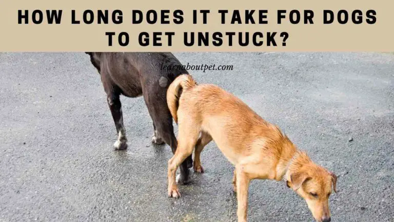 how to get dogs unstuck How to get dogs unstuck